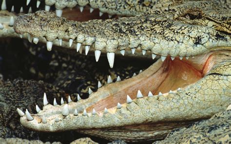 Crocodile Wallpaper Wild Animals Wallpapers crocodile - Krokodil Teeth - 1024x640 Wallpaper ...