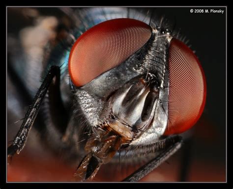 Fly Face by mplonsky on DeviantArt