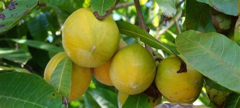 16 Most Favorite Homegrown Fruits in Kerala that you should NOT miss!