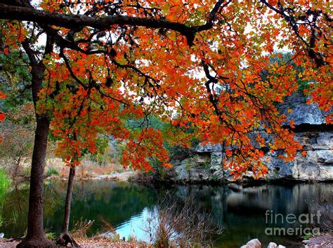 Lost Maples Fall Foliage 2024 - Grayce Charmine