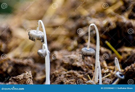 Dung-loving Fungi Coprophilous Fungi Grown on the Dry Cow Dung in the ...