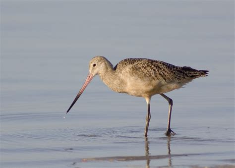 Bird In Everything: Florida Shore Birds Identification