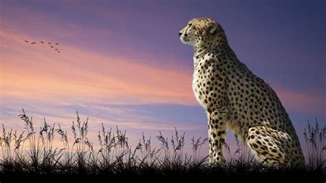 Wallpapers Of Cheetah - Wallpaper Cave