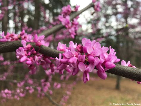 Cercis canadensis | Illinois Botanizer