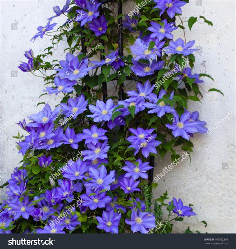 Beautiful Clematis Flower Vine On A Trellis Stock Photo 101532364 : Shutterstock