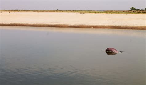 Indus River Dolphins: Latest survey brings hope for conservationists - The Week