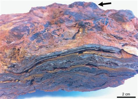 3.5-Billion-Year-Old Australian Stromatolites Have Biogenic Origin, New ...