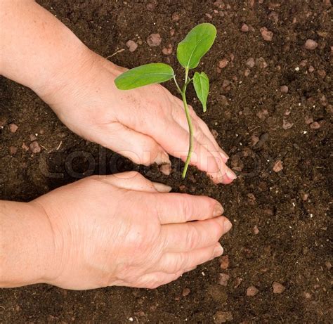 Planting a sapling | Stock image | Colourbox