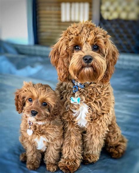 Everything You Need to Know About a Cavapoo #cavapoo #cavapoopuppies #cutepuppies #dogs ...