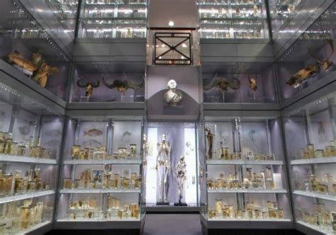 Hunterian Museum | The London Bed + Breakfast Agency