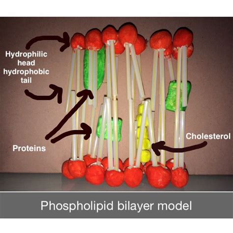 Lipid bilayer made up of two layers of phospholipid molecules with proteins floating within them ...