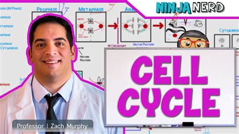 Cell Biology | Cell Cycle: Interphase & Mitosis - YouTube