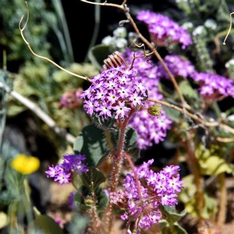 Desert Sand Verbena - Adventures through Photography: Track the Bloom! Superbloom 2017 ...