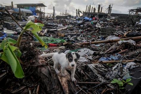 World Animal Protection - Animals in Disasters Blog - Update: Typhoon Hagupit, disaster response ...