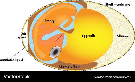 Bird egg embryo diagram Royalty Free Vector Image