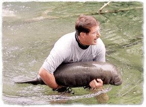 Dwarf manatee - Alchetron, The Free Social Encyclopedia