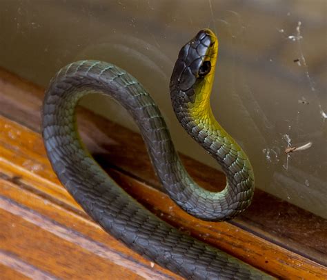 Free Images : window, wildlife, wild, black, yellow, fauna, close up, australia, skin ...