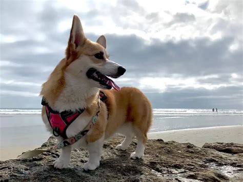 Del Mar Dog Beach (Del Mar) CA | Things to do & Map - Amazingworld