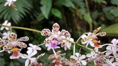 Monteverde Orchid Garden Tour Monteverde Costa Rica