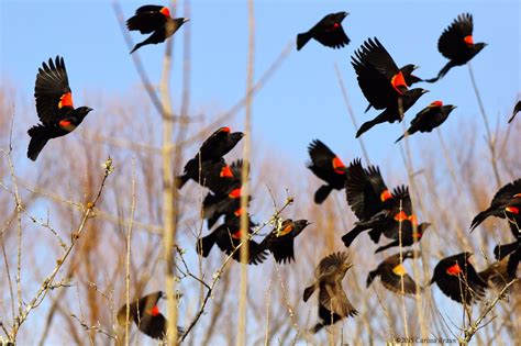 Nature Photography and Facts : Red-winged Blackbird