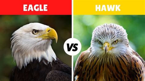 Bald Eagle Vs Hawk Fight Comparison in Detail || Who Would Win? || Hawk ...