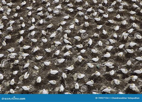 Gannets Colony in Breeding Season Stock Photo - Image of gannet ...