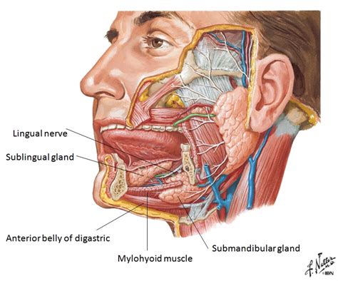 Muscle Tension Dysphonia – The Voice Clinic