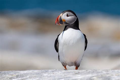 Puffin Cam: Watch 'Puffling' Chicks, Live From Their Nest | GearJunkie