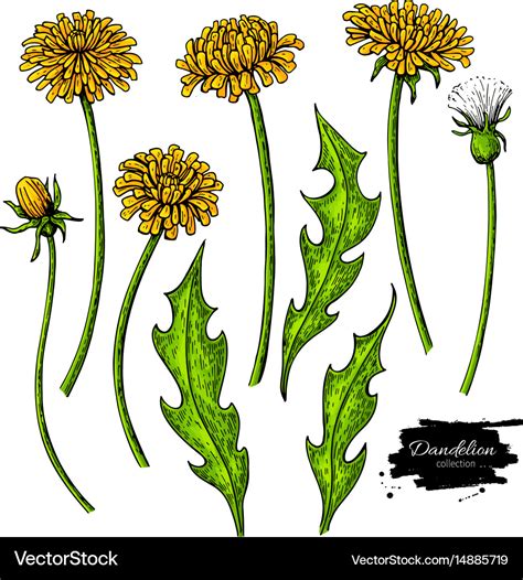 Dandelion flower drawing set isolated wild Vector Image