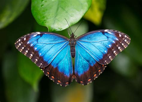 Blue Morpho Butterfly Reception | Callaway Resort & Gardens