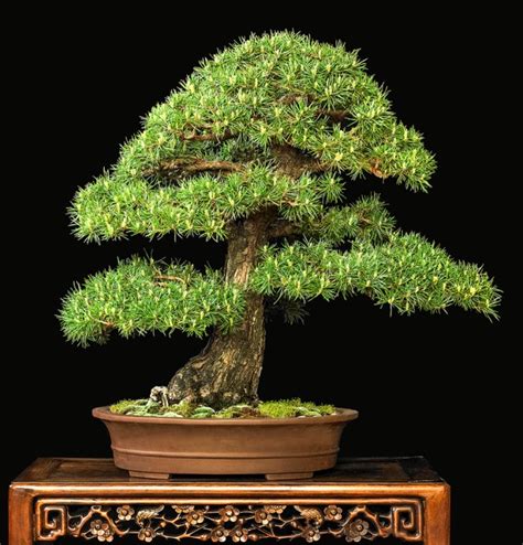 RAF Dwarf Scots Pine Bonsai Development – Valavanis Bonsai Blog