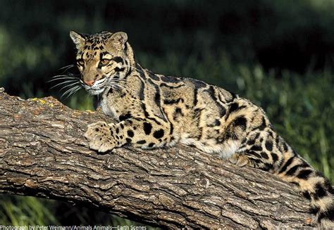 Interesting facts about clouded leopards | Just Fun Facts