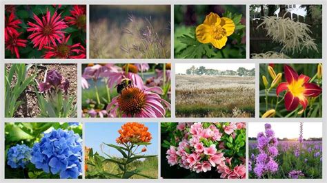 17 Plants That Grow in Clay Soil - Lawn Care Blog | Lawn Love