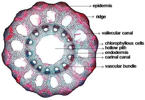 Equisetum Stem Anatomy T.S | Plant Science 4 U