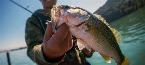 Lake Blue Ridge Marina - Fishing Guides