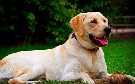 Pasos para el corte de un GOLDEN RETRIEVER, materiales y más