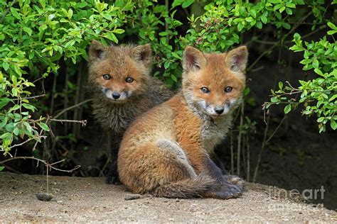 Red Fox Cubs Photograph by Arterra Picture Library | Pixels