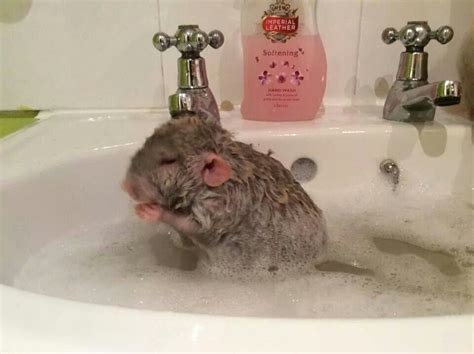 Rat bath | Rats, Pet rats, Cute rats