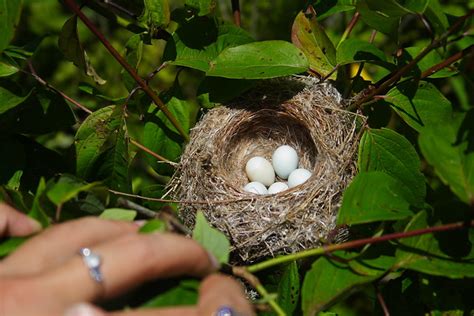 Goldfinch Nest | Flickr - Photo Sharing!