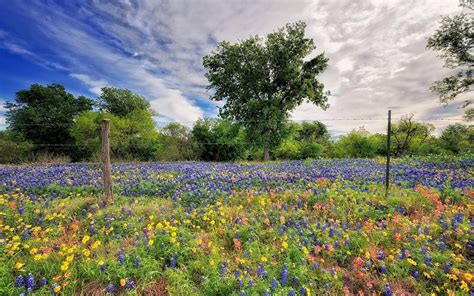 Bluebonnet Wallpapers - Wallpaper Cave