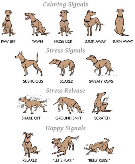 How To Read Dog Body Language | USA Service Dog Registration