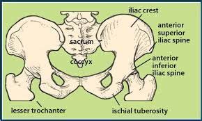 ischial tuberosity - Google Search | Body, Human body, Anatomical