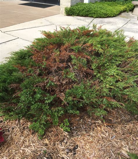 What's What on Juniper Shrubs? | K-State Turf and Landscape Blog