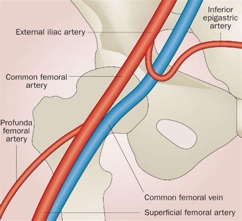 The common femoral vein was measured at the level immediately proximal... | Download Scientific ...