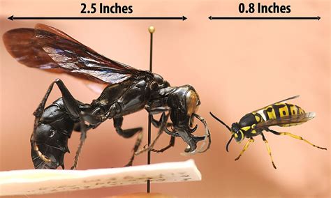 Wasp Size Comparison