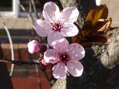 Fotos gratis : naturaleza, rama, pétalo, florecer, comida, primavera ...