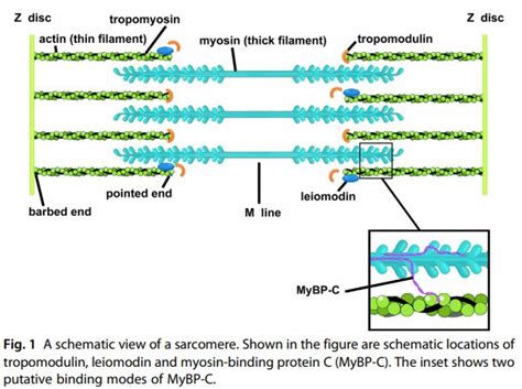 Which molecules form the thick filaments of sarcomeres? - Quora