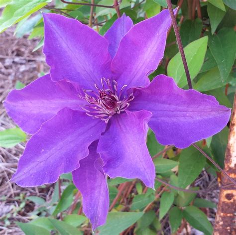 Purple Clematis | Beautiful Flower for Your Garden