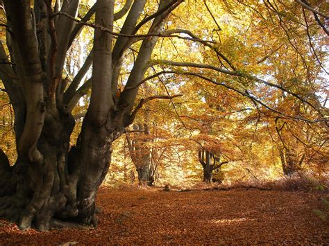 Epping Forest | Epping forest, Scenic, Country walk