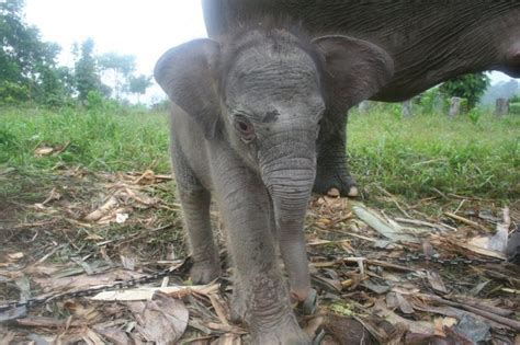 Sumatran Elephant Facts, Habitat, Diet, Life Cycle, Baby, Pictures